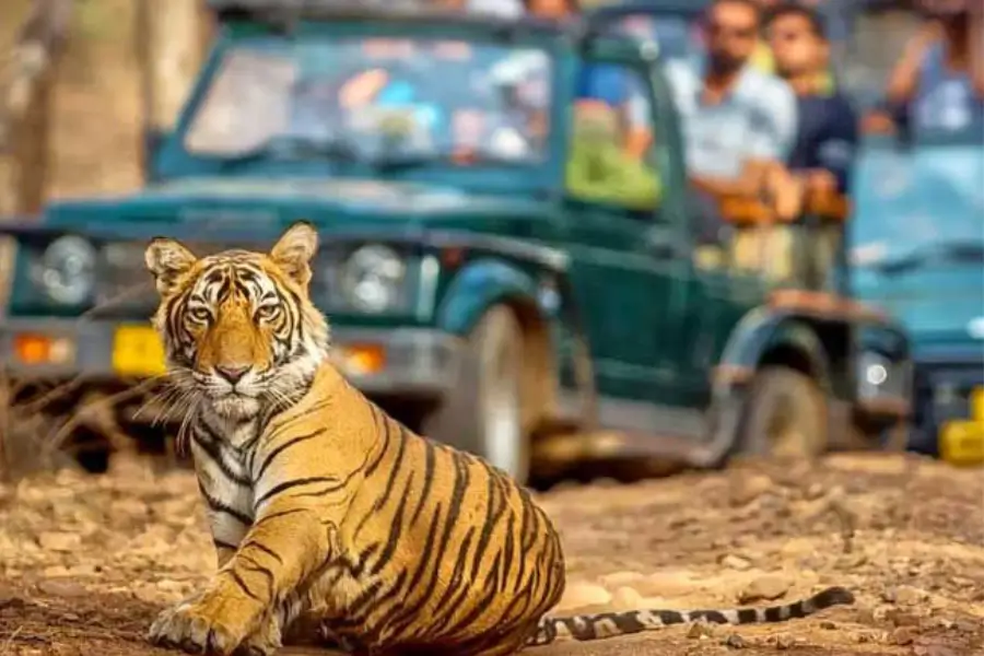 Ranthambore National Park Travel Guide