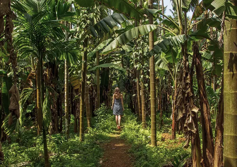 Spice Plantations