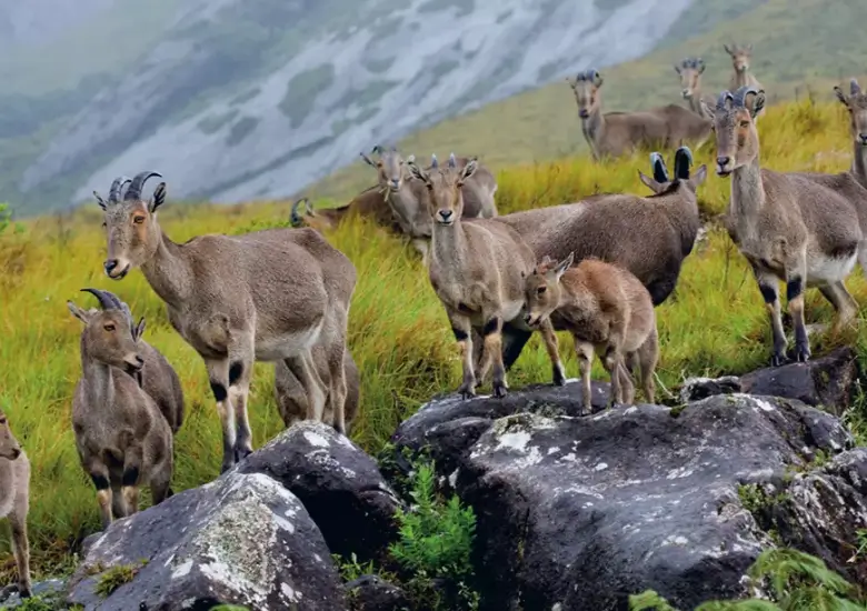 Eravikulam National Park