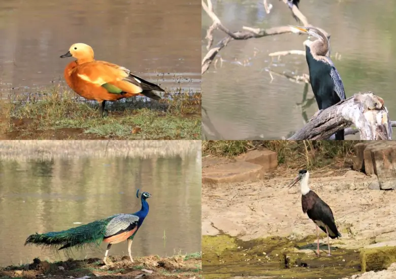 Birdwatching in Ranthambore