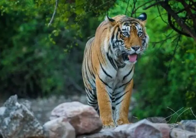 Best Time to Visit Ranthambore National Park