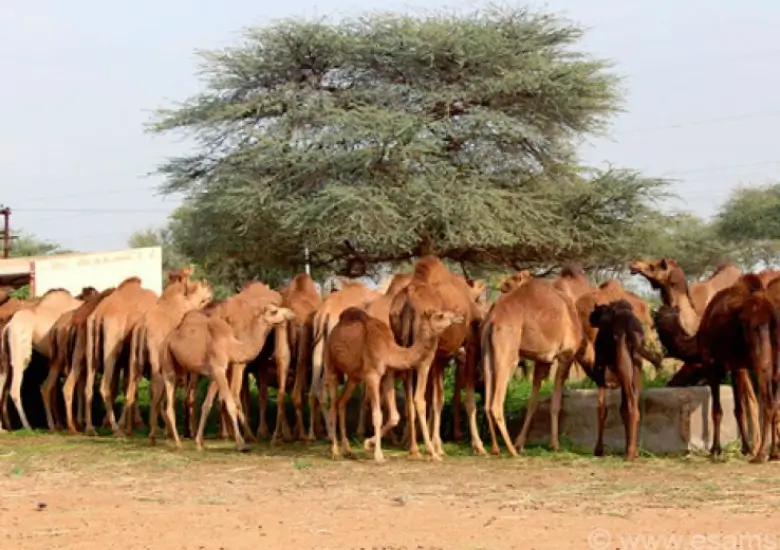 National Research Centre on Camel