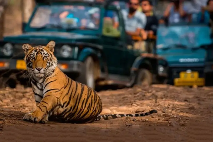Luxury Rajasthan Wildlife Tour