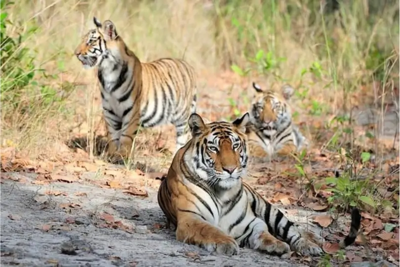 Rajasthan Tour with Tigers