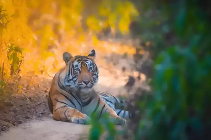Golden Triangle with Sariska Tiger Reserve Tour Package