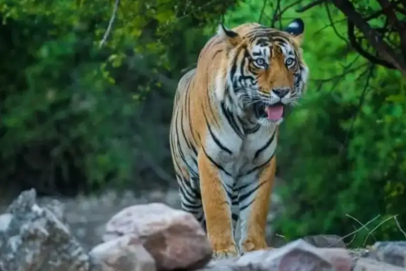 Golden Triangle Wildlife Tour