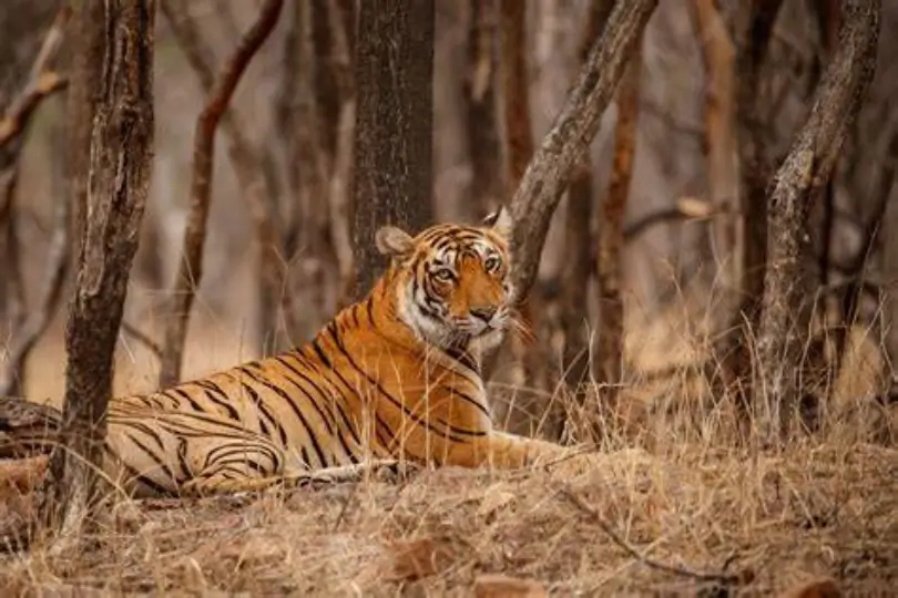 Golden Triangle with Nainital & Jim Corbett Tour Package