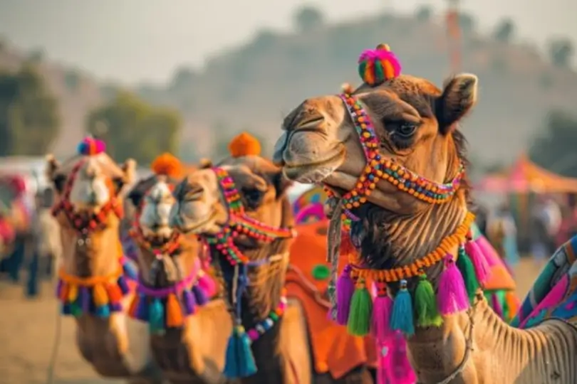 Golden Triangle India Culture and Heritage Tour Package