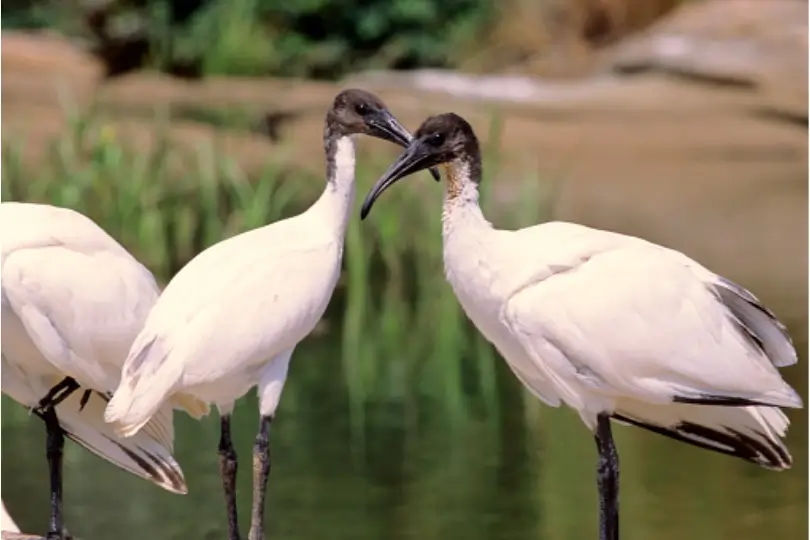 Golden Triangle with Bharatpur Bird Sanctuary Tour