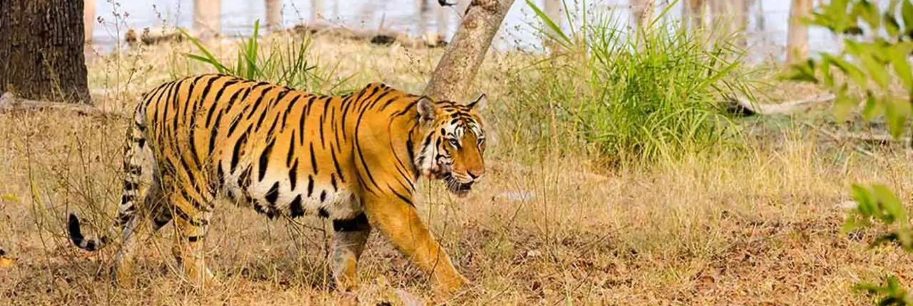 Golden Triangle Tour with Ranthambore National Park