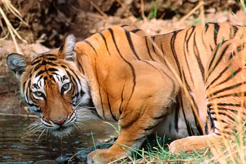 Golden Triangle Tour with Ranthambore National Park
