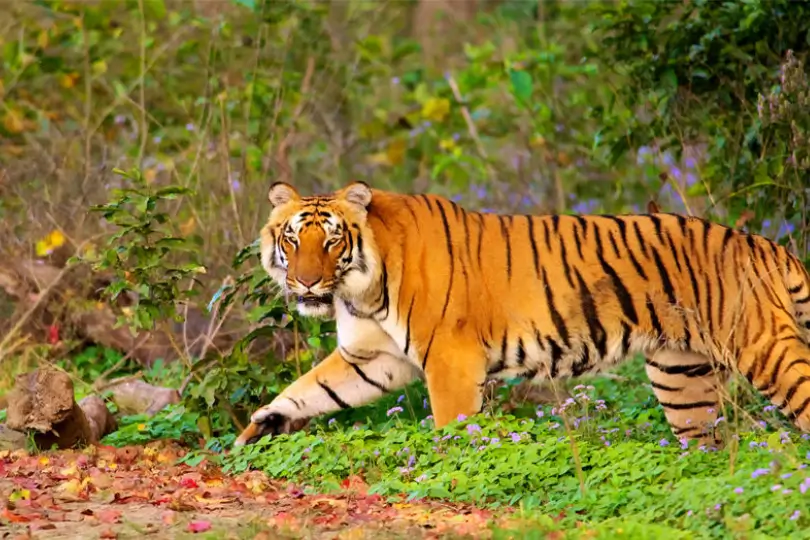 Golden Triangle & Tiger Safari Tour | Ranthambore Package