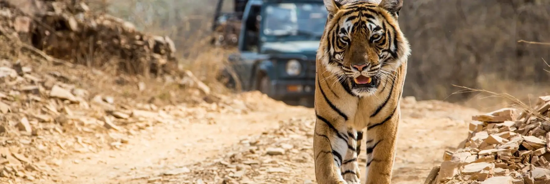 Golden Triangle & Tiger Safari Tour | Ranthambore Package