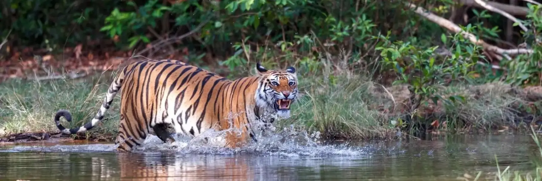 Luxury Tiger Safari & Palace Tour