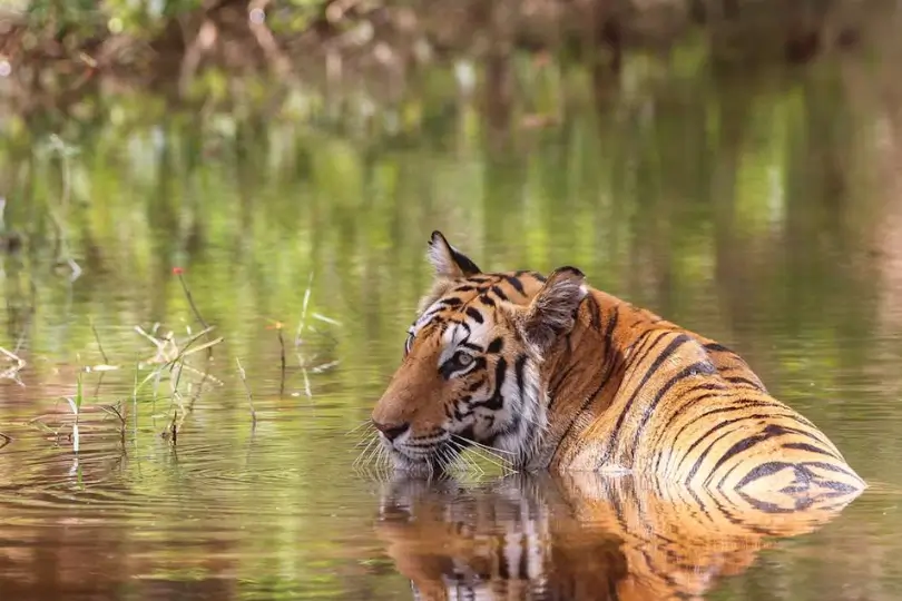 Luxury Tiger Safari & Palace Tour