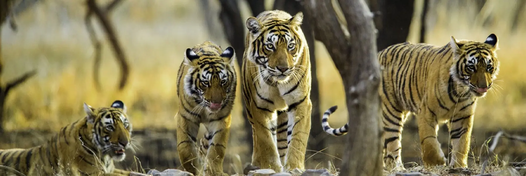 Luxury Ranthambore Tour with Six Senses Fort Barwara