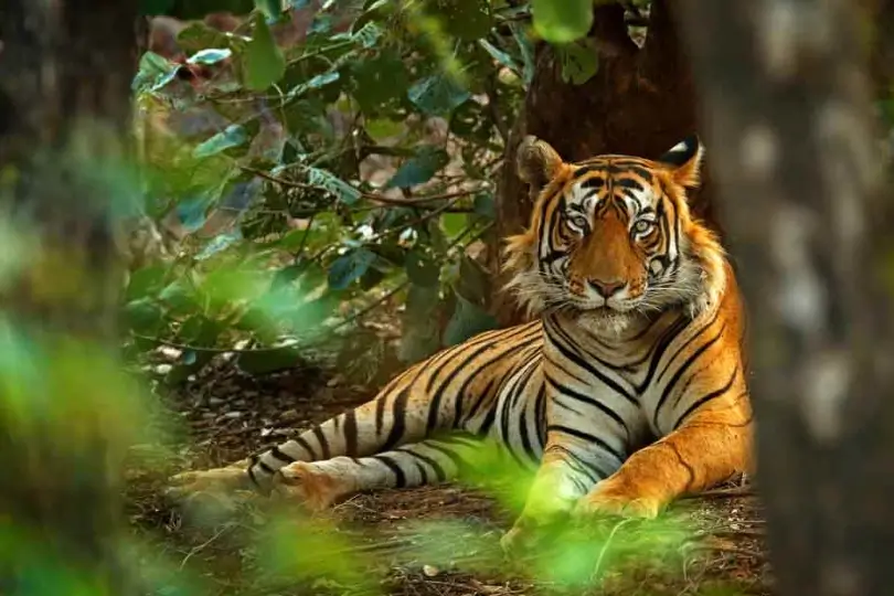 Luxury Ranthambore Safari Tour with Sujan Sher Bagh Camp