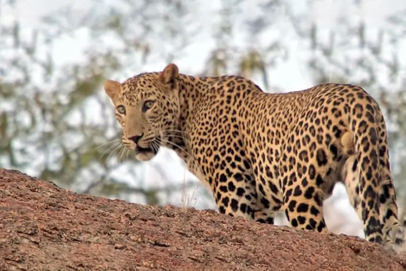 Luxury Jodhpur Udaipur Tour with Sujan Jawai Leopard Camp