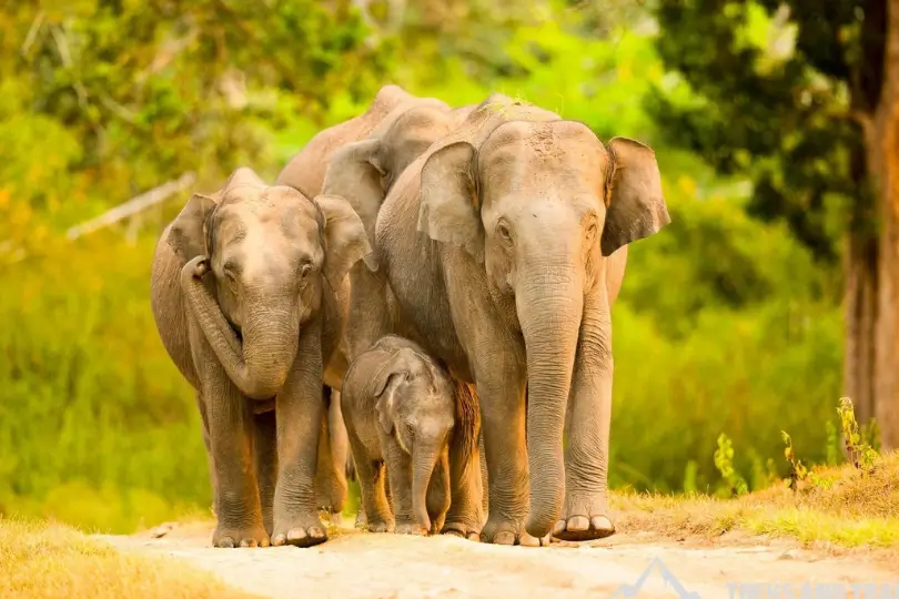 Luxury South India Wildlife & Backwaters Tour | Bandipur