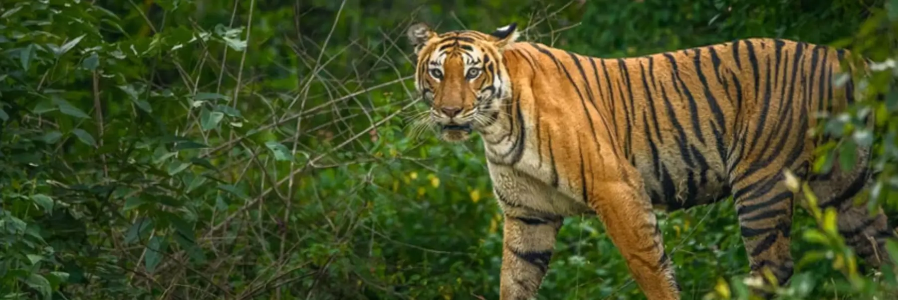 Luxury South India Wildlife & Backwaters Tour | Bandipur