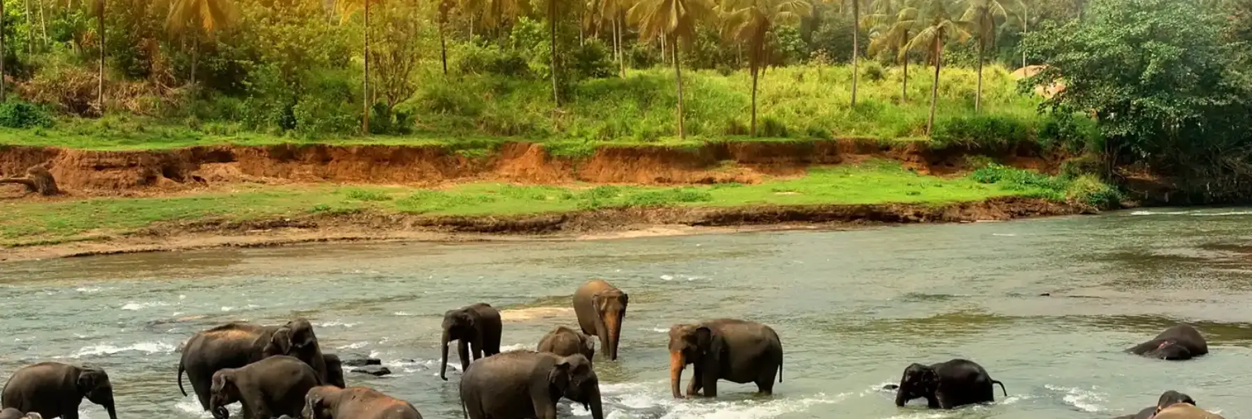 Luxury South India Hill Stations & Backwaters Tour
