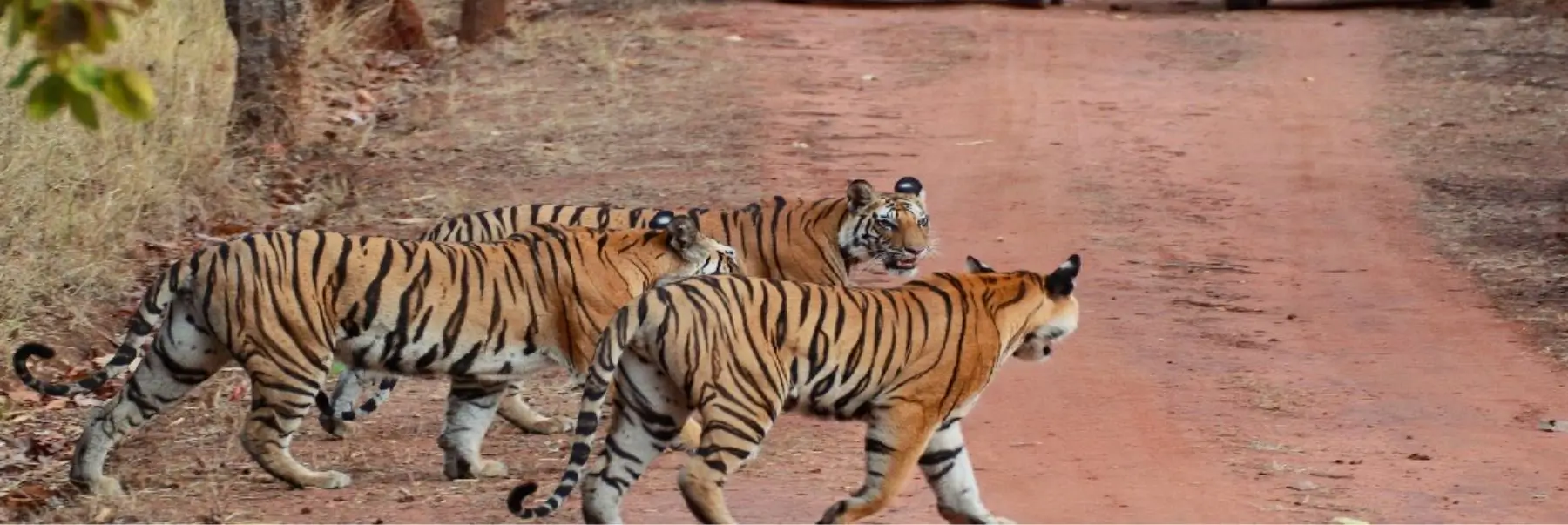 Luxury Rajasthan Wildlife Tour