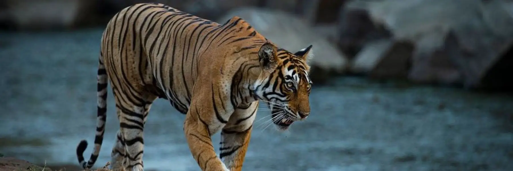 Luxury North India Tour | Rajasthan, Ranthambore & Taj Mahal