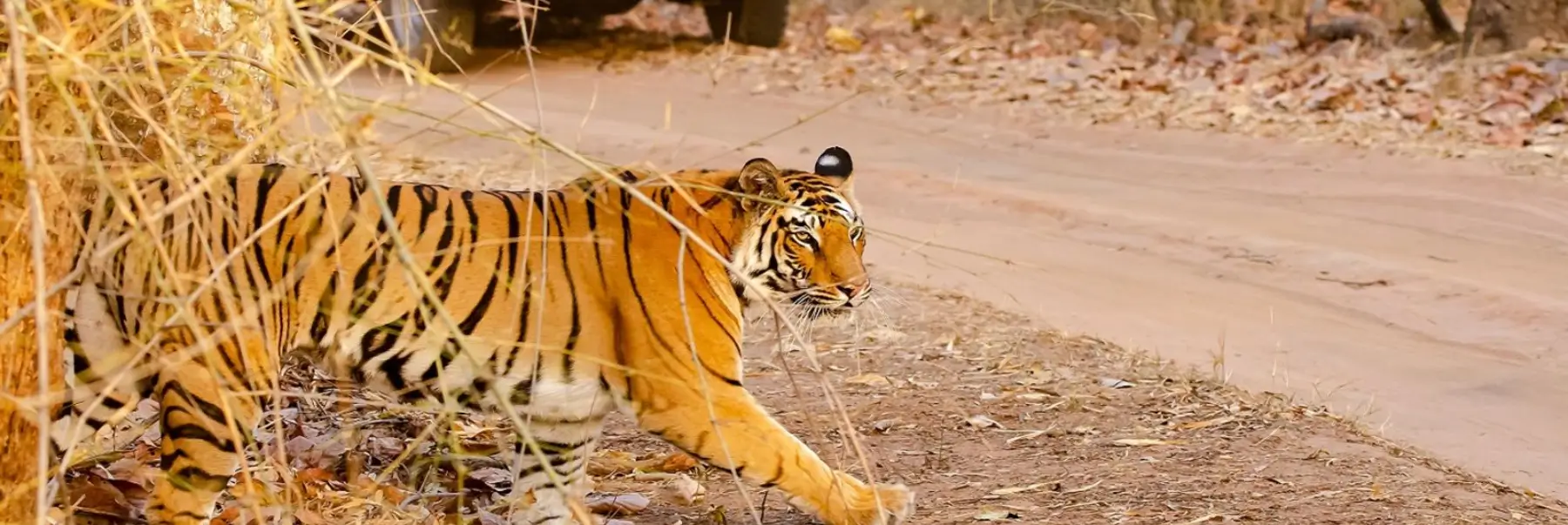 Rajasthan Tour with Tigers