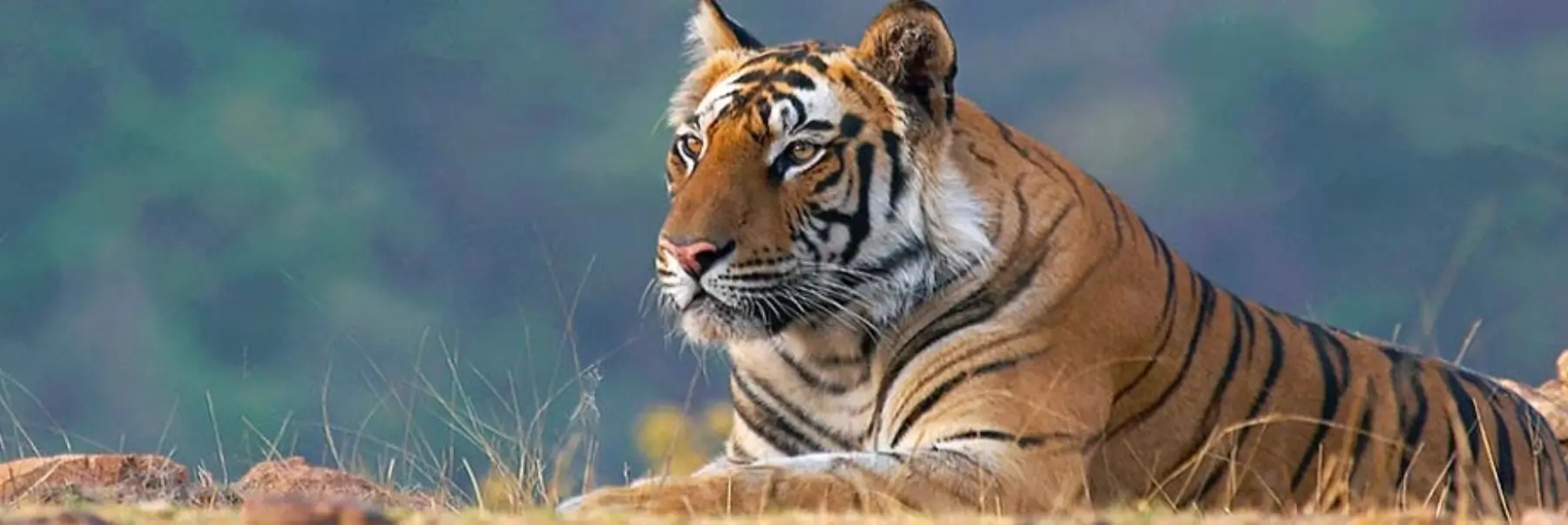 Luxury Oberoi Hotels Ranthambhore Wildlife Tour Package